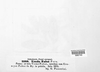 Uromyces viciae-fabae image